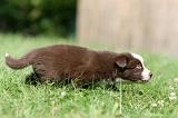 BORDER COLLIE 1310